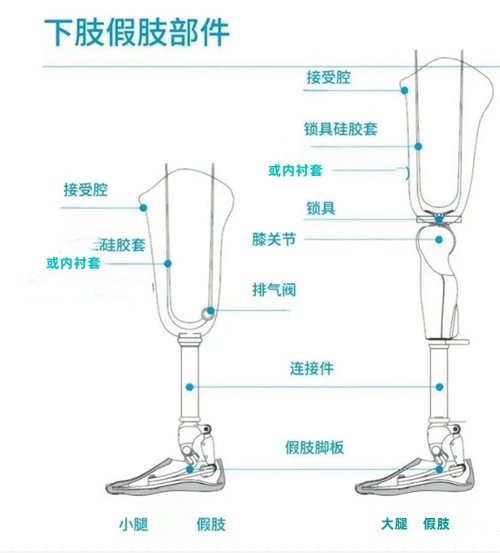 下肢假肢結構圖解介紹